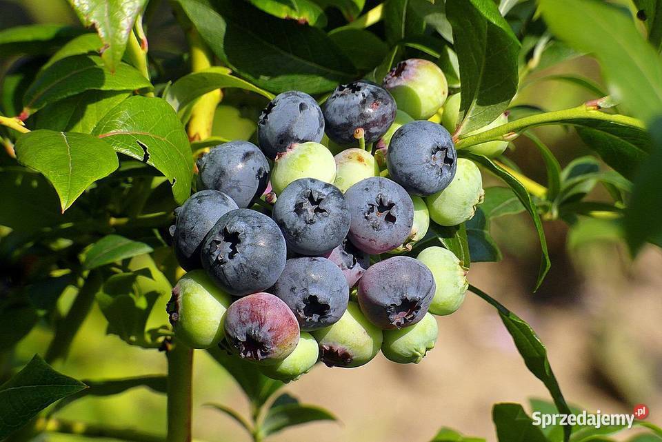 Oferuje borówki amerykańskie Czarny Potok
