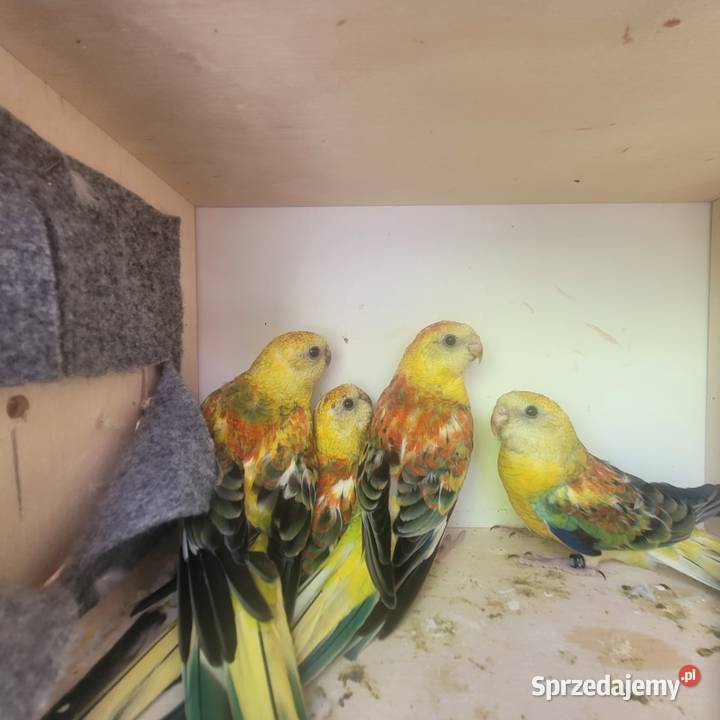 Świergotki orange Ptaki małopolskie Polanka Wielka