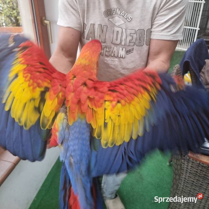 Ara macao samiec 5 miesiecy