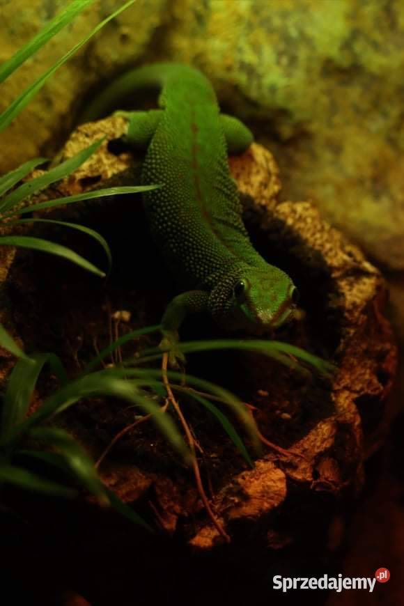Felsuma Madagaskarska sprzedam
