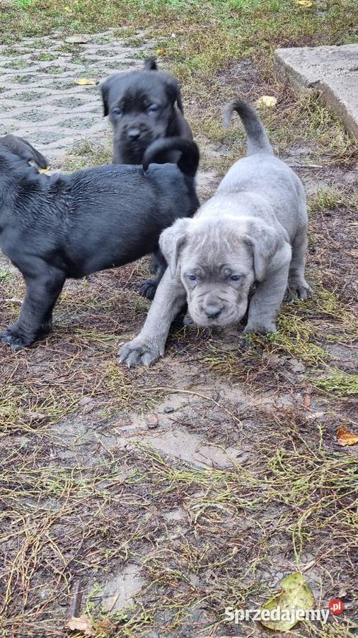 Cane corso szczeniaki sprzedam