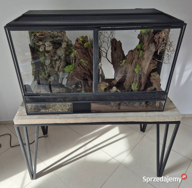 Python królewski z terarium sprzedam