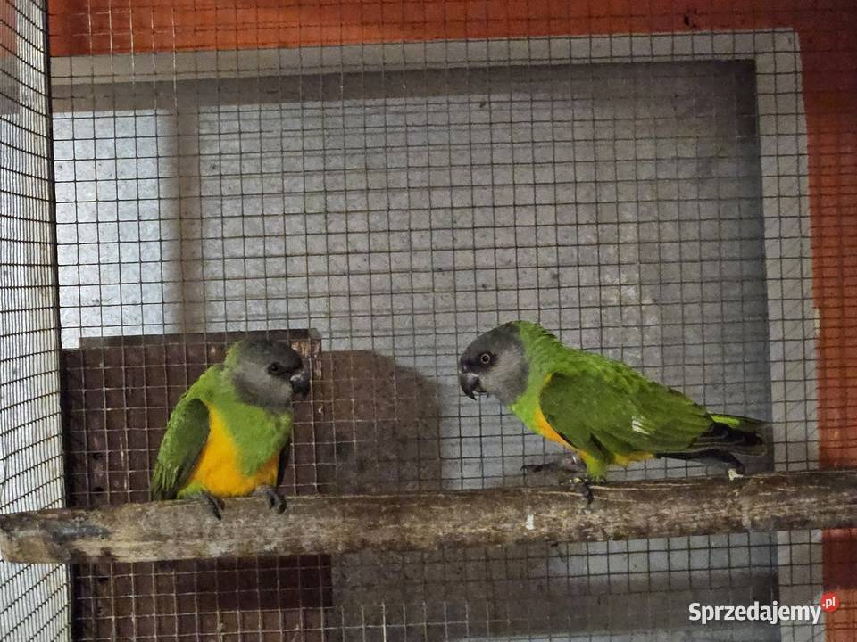 Afrykanka senegalska para Bydgoszcz