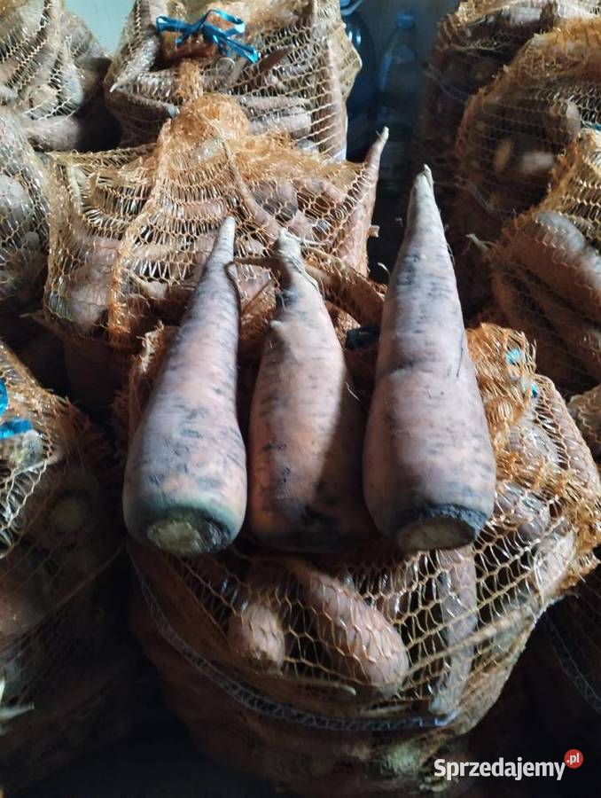 Marchew pastewna ładna gruba Rośliny pastewne Siennica Różana