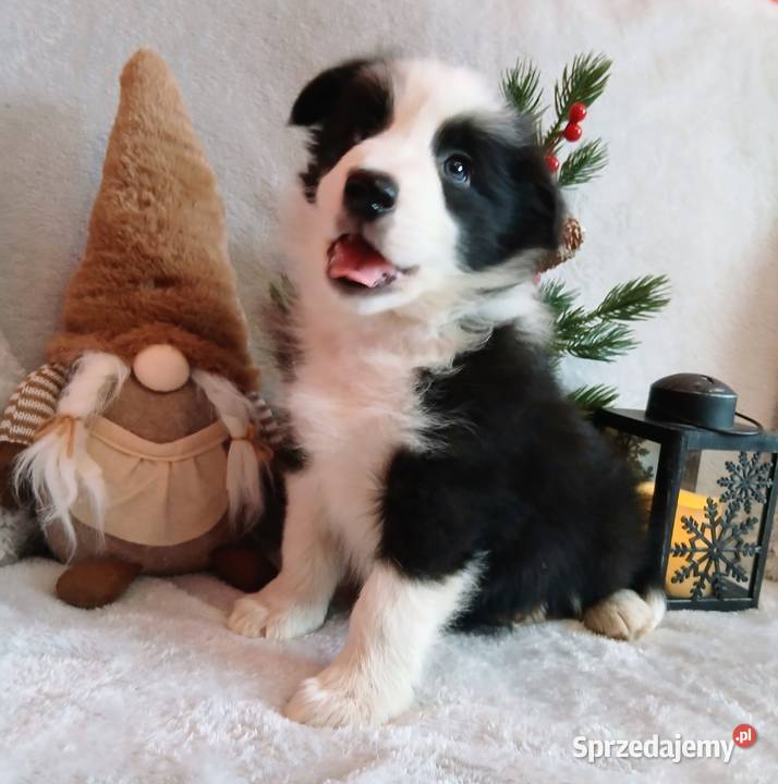 Border collie szczenięta Grudziądz sprzedam