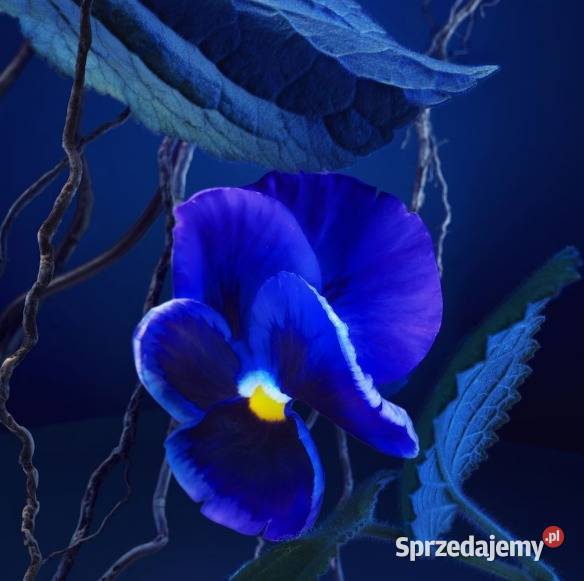 Perfumy męskie BOSS Bottled Triumph Elixir Białystok