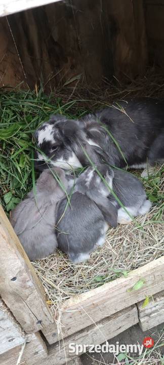 Sprzedam króliczki warmińsko-mazurskie Girgajny