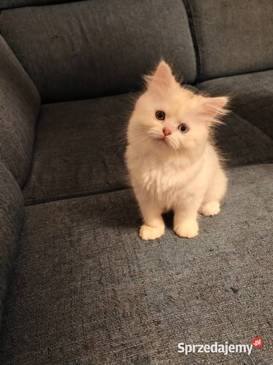 Pers Persy kot kotka Warszawa