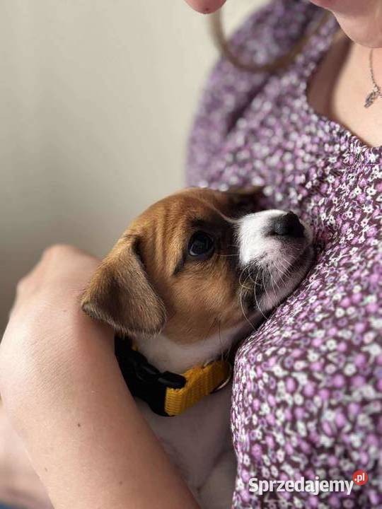 Szczenięta ZKwP FCI Jack Russell Terrier Jack Russell Terrier Osobnica