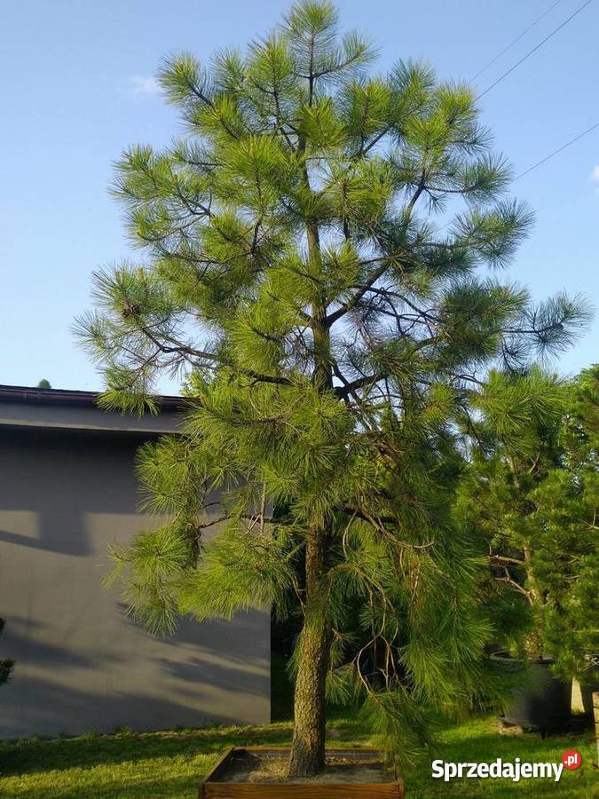 Drzewo Sosna żółta 45m w donicy 550L Skierniewice