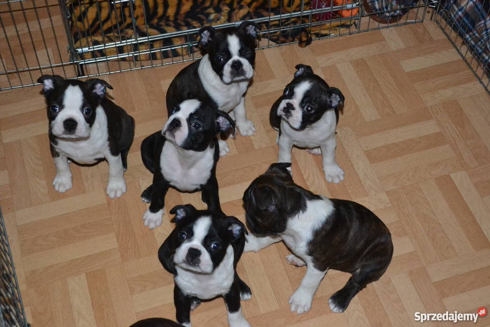 Sczenięta Boston Terrier lubelskie