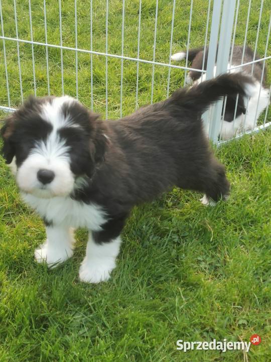 BEARDED COLLIE FCI do rezerwacjiJuż sięUrodziły Pozostałe Przygodzice