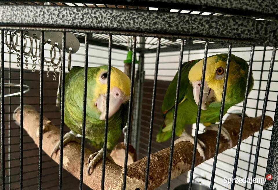 Sprzedam papugi amazonki Warszawa