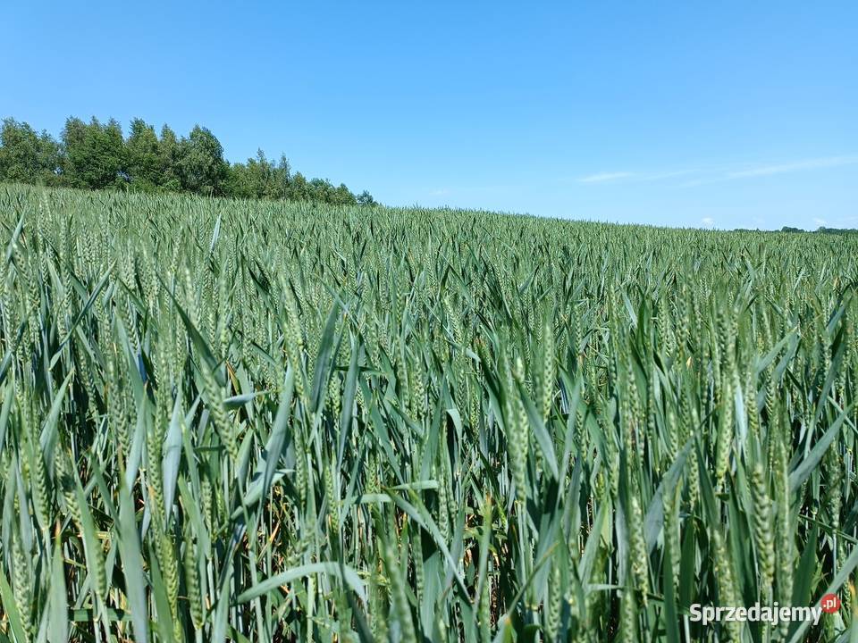 Pszenica wąsatka Fox Husów