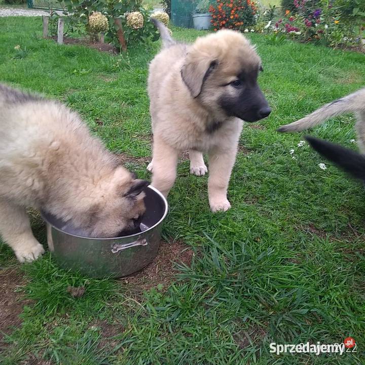 Owczarek belgijski tervueren Tarnów