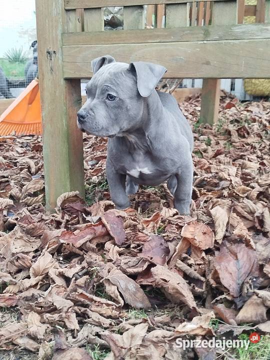 Mocny Amstaff Lublin