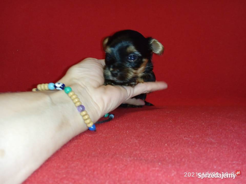 York maleńki piesek xxs Godów sprzedam