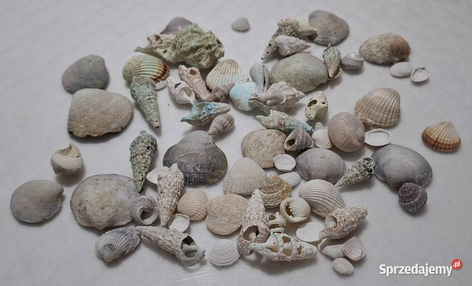 Zestaw muszli ponad 50 muszli 277g Kreatywne Czeladź