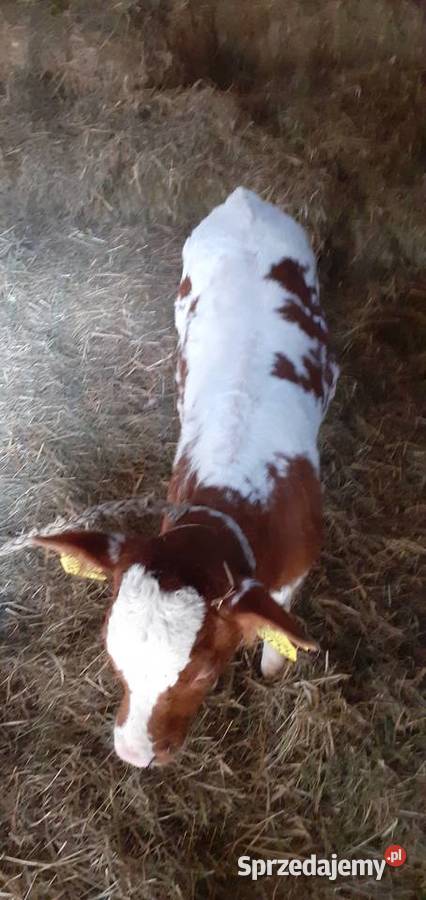 Byczek mięsny Simental cielę Stary Solec