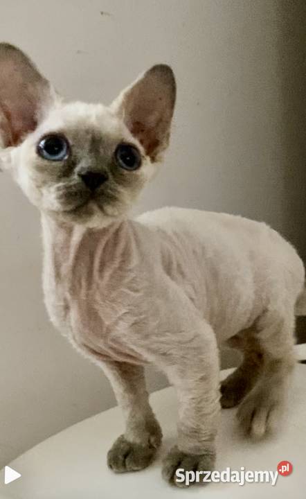 kocięta devon rex łódzkie Pabianice