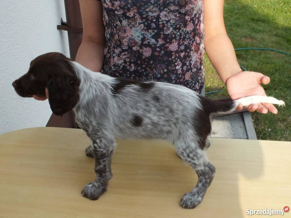 Płochacz Niemiecki Wachtelhund z metryką ZKwP sprzedam
