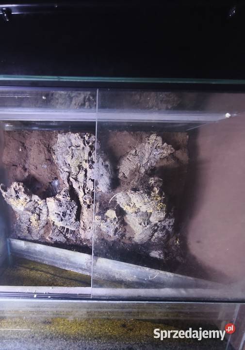 TerrariumPaludarium z odgrodzoną częścią wodną Bartniczka sprzedam