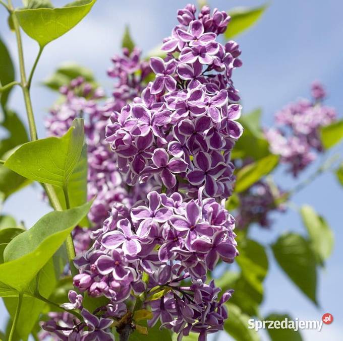 Bzy lilaki Syringa odmiany różne mayera Knurów