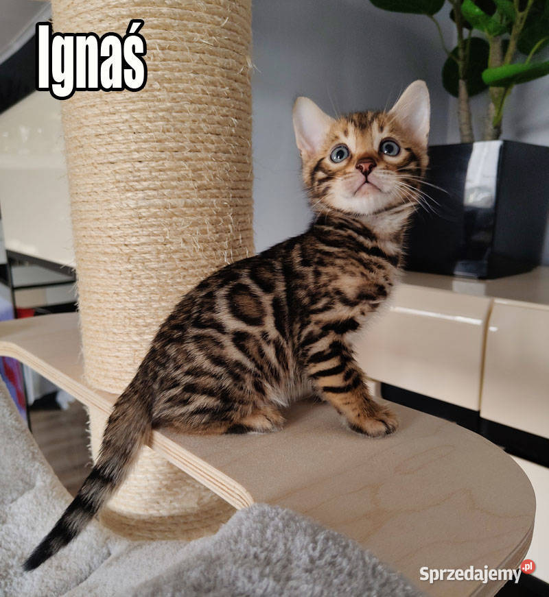 Kocięta bengalskie z rodowodem łódzkie Rogów