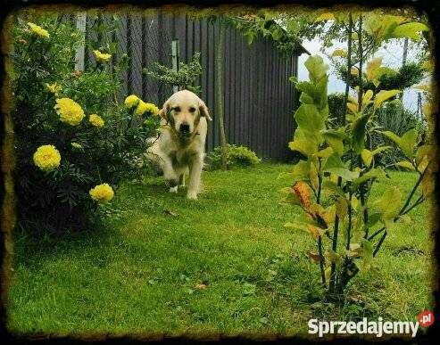 Golden Retriver Psy Dębica