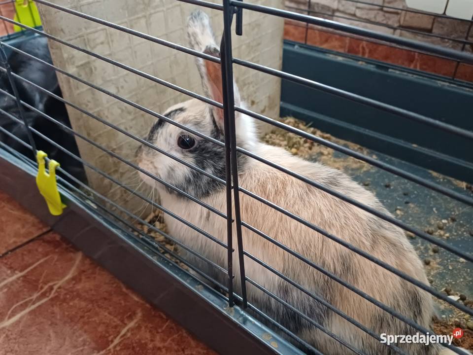 Króliki Miniaturki 2 sztuki z klatką Koźmin Wielkopolski