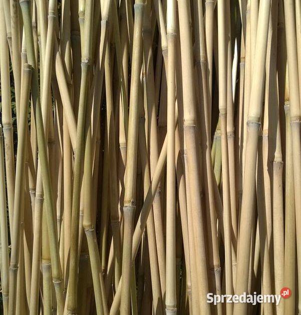 Tyczki podpórki kije bambusowe do pomidorów roślin