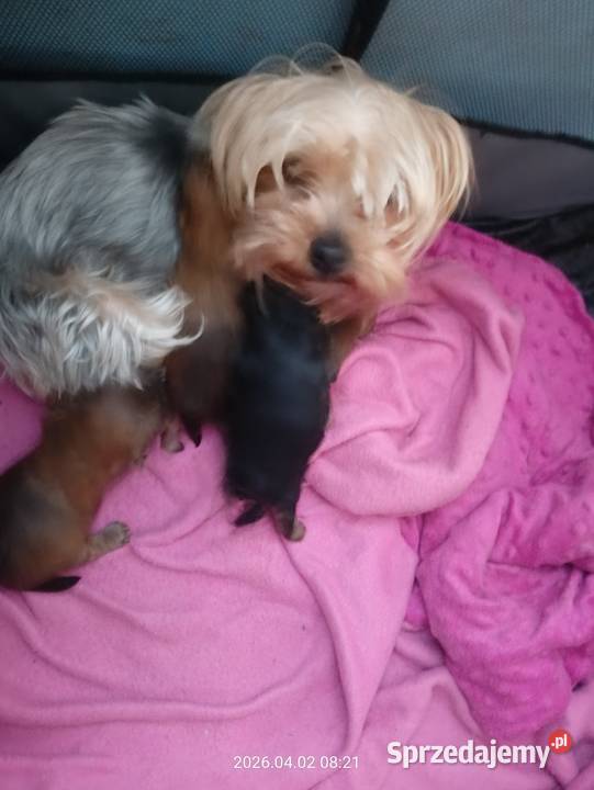 Yorkshire terrier dziewczynka York Mochała