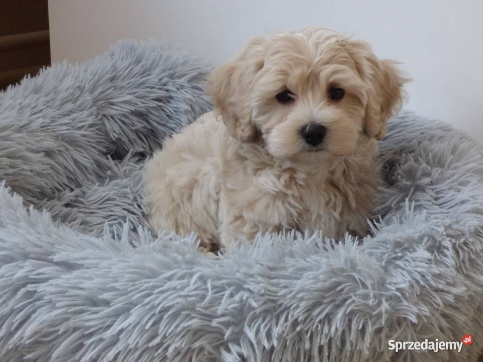 Szczeniaki rasy Maltipoo 8 tyg Kielce