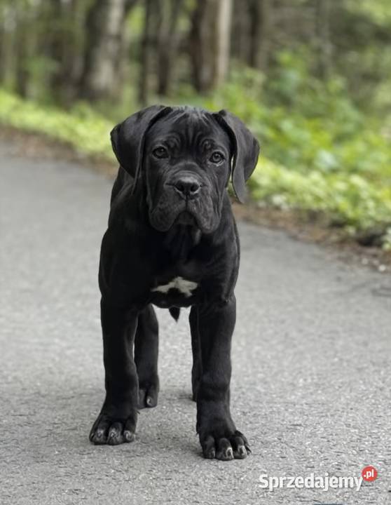 Czarna smoła suczka Cane Corso z domowej hodowli