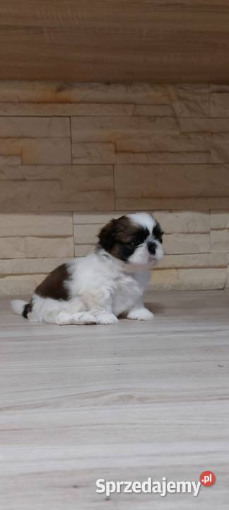 Shihtzu Shih Tzu małopolskie Andrychów