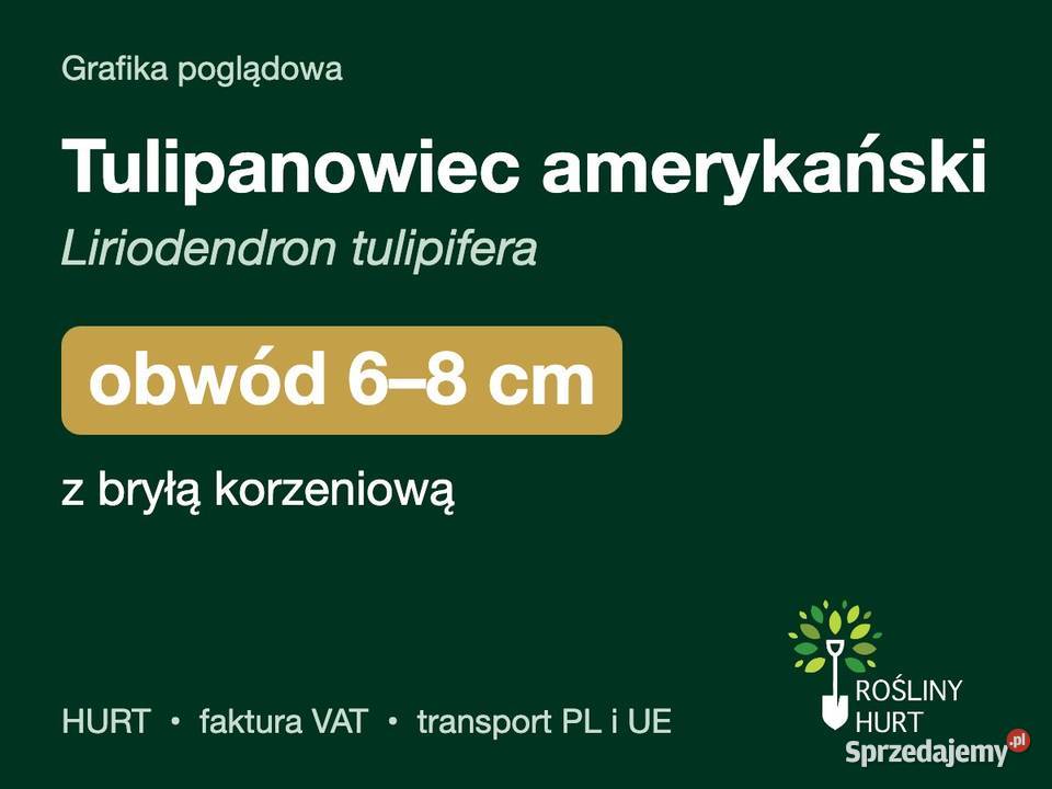 Tulipanowiec amerykański obwód 68 z bryłą HURT