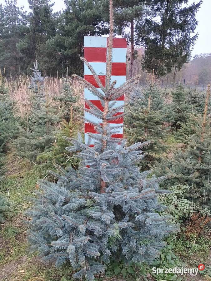 Choinki na Boże Narodzenie 2025 Poznań i DARMOWA Pozostałe