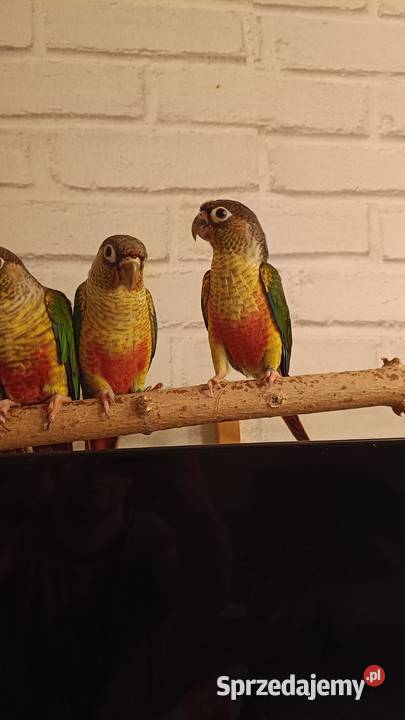 Rudosterki Zielonolice dwumiesięczne nieoswojone