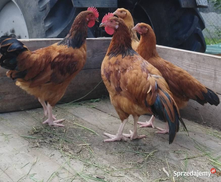 Sprzedam kogutki podkarpackie Staniszewskie