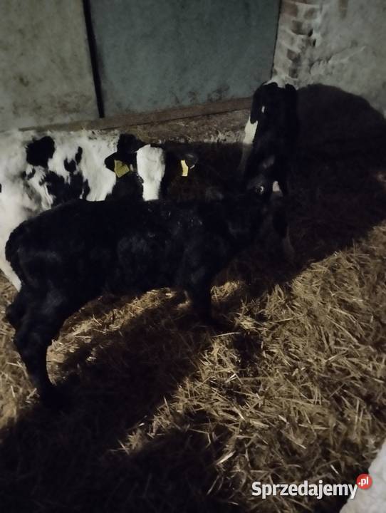 Sprzedam cielaki Bydło lubelskie Jabłoń