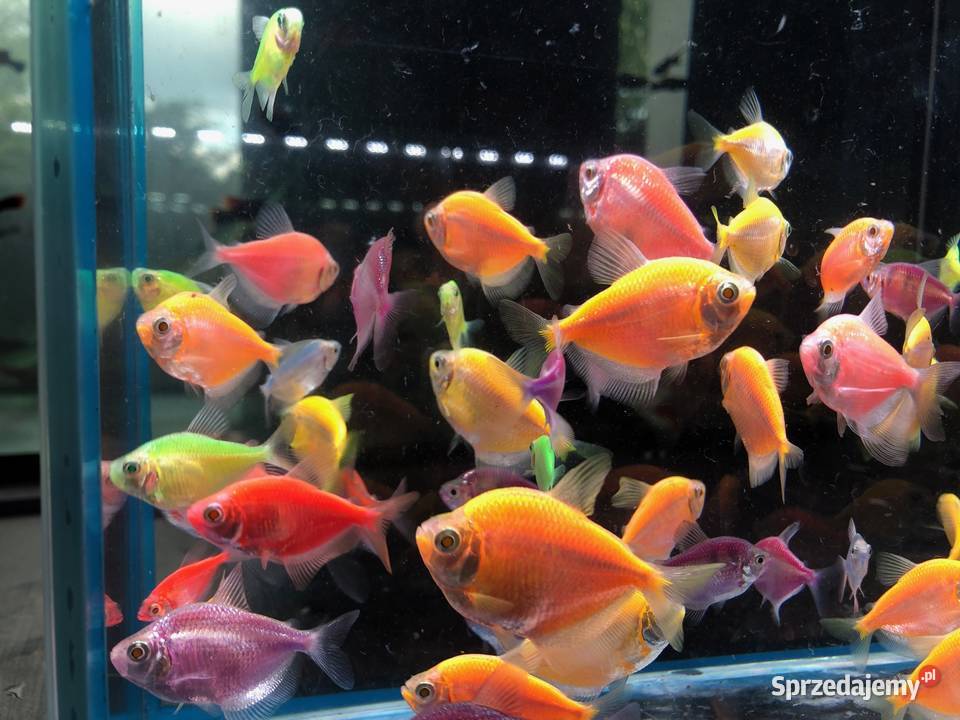 Tetra mix kolorów Justynów sprzedam