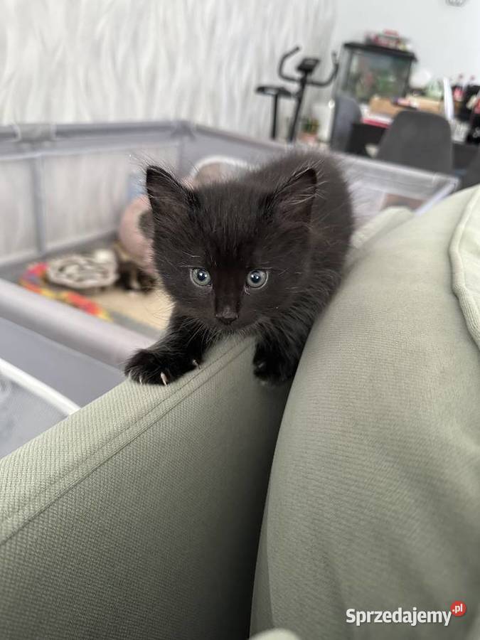 Rodowodowe kotki syberyjskie Zwierzęta dolnośląskie Świerzna