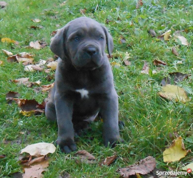 Cane corso Lipsko