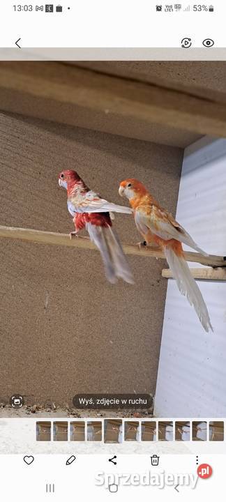 Rozelle królewskie pastel