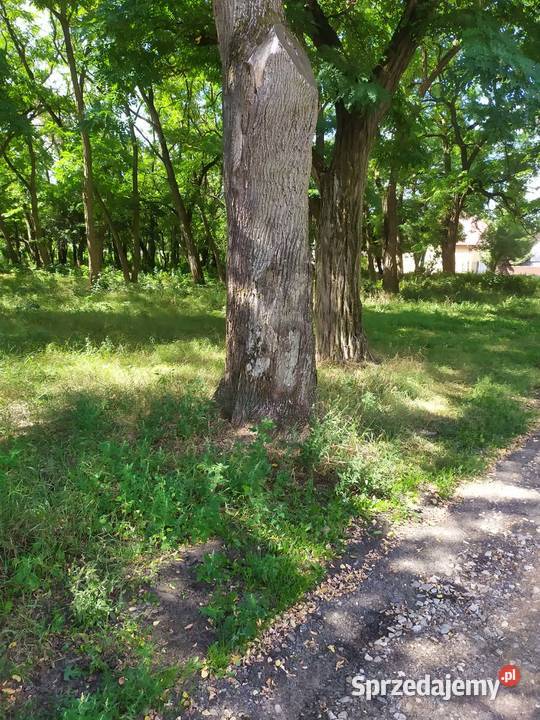 60 Drzewo na pniu Grube do 300 obwodu Akacja mazowieckie sprzedam