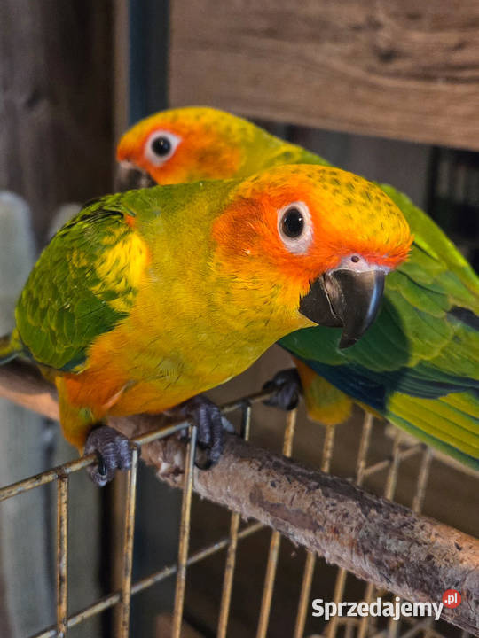 Konura słoneczna konury słoneczne