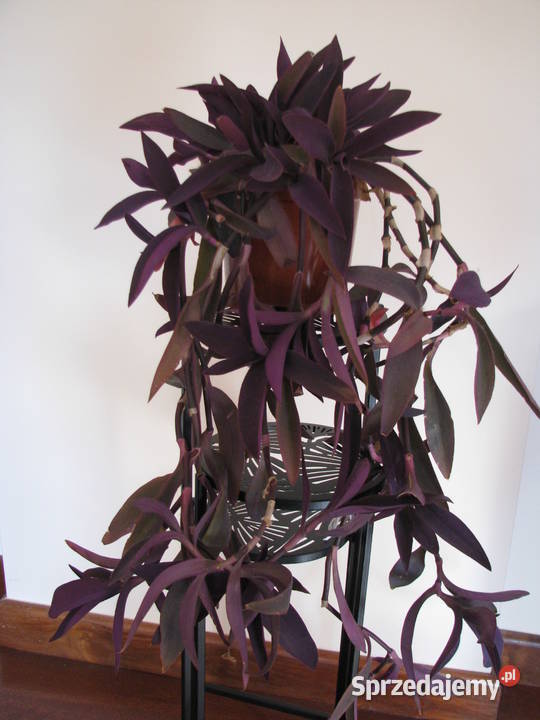 Trzykrotka purpurowa tradeskancja setkrezja duża fioletowy Brzegi sprzedam