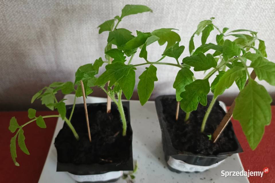 Sadzonka pomidora karłowatego Kmicic