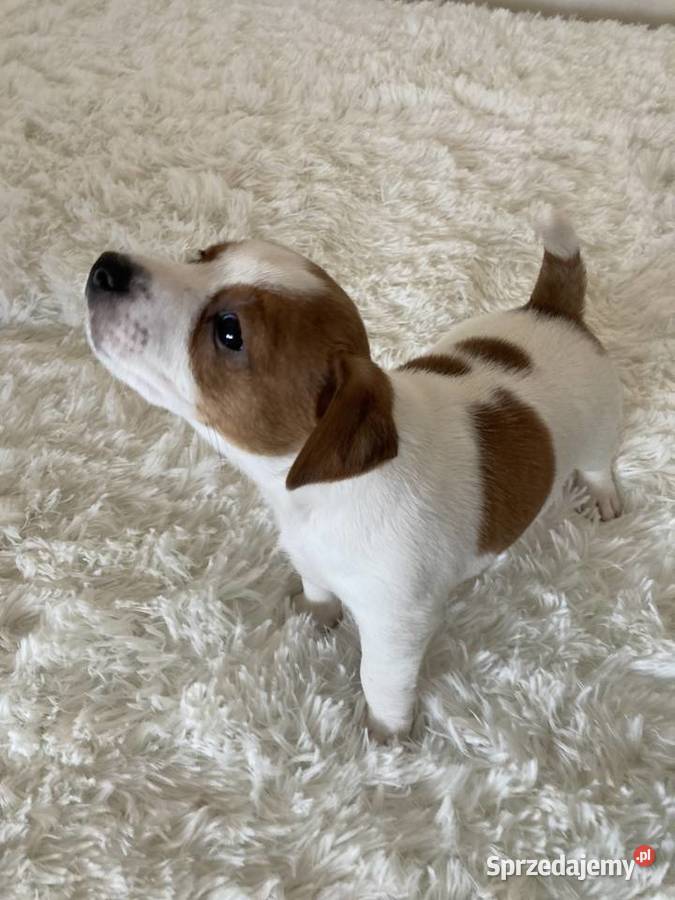 Jack Russell Terrier gładkowłosy