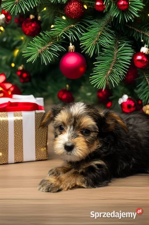 Yorkshire terrier Morąg